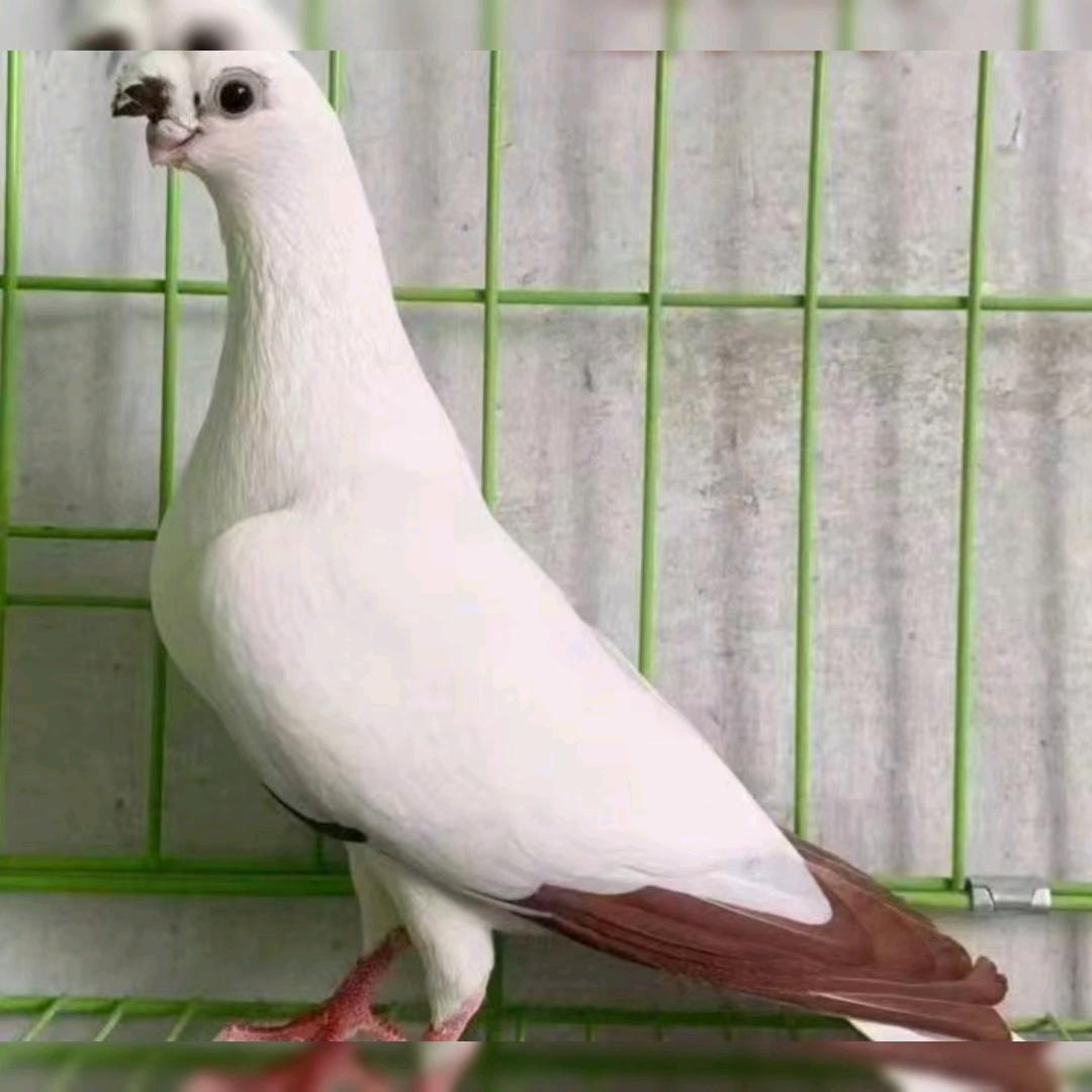 玉龙湾鸽子优品严选店