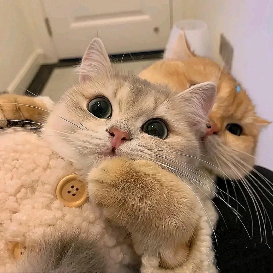 一碗安静的椰果