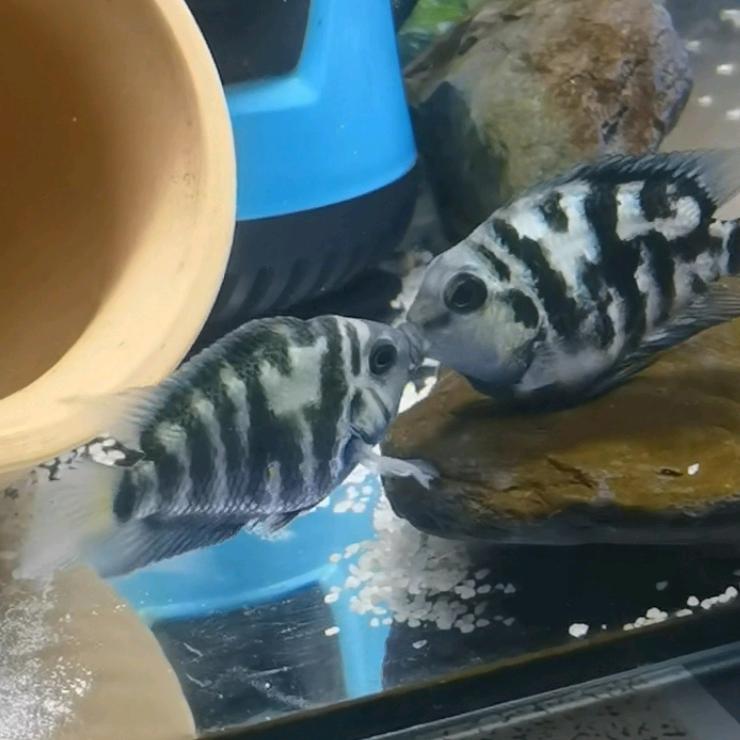一会提罐了再喂🐟💦