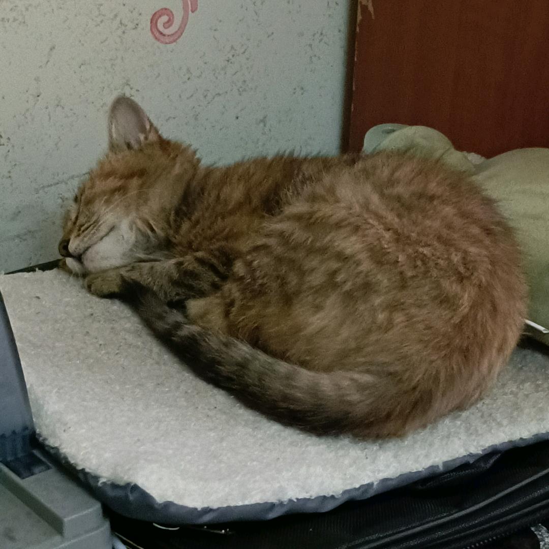 25年小猫的日常