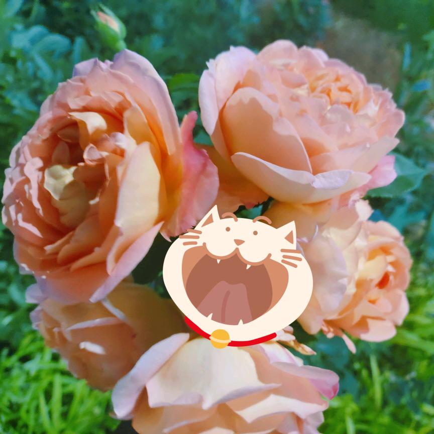 我携秋月揽星河