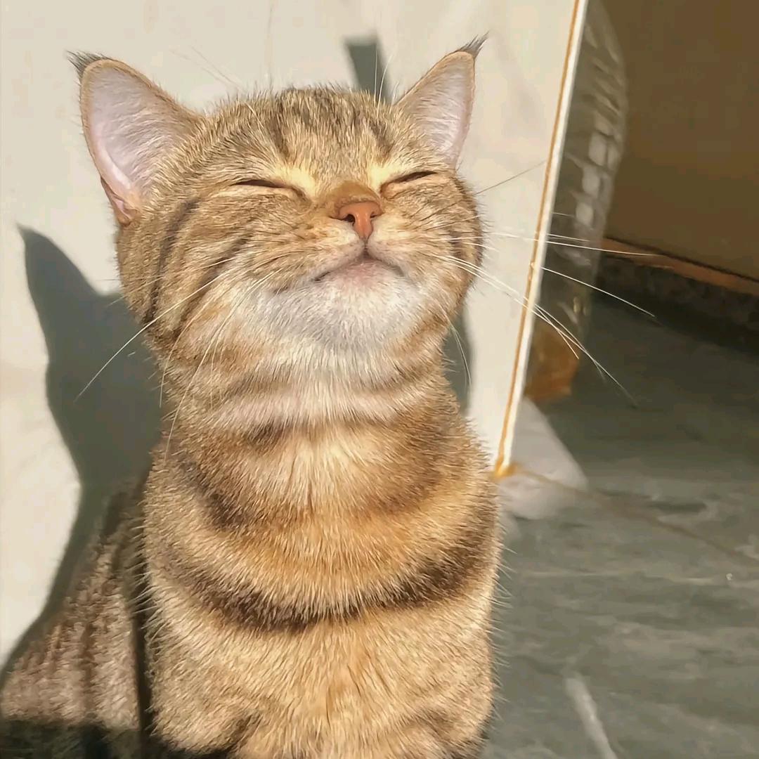 后空翻的猫益智早教