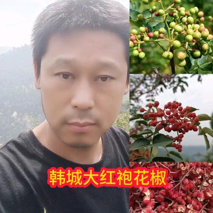 韩城大红袍花椒