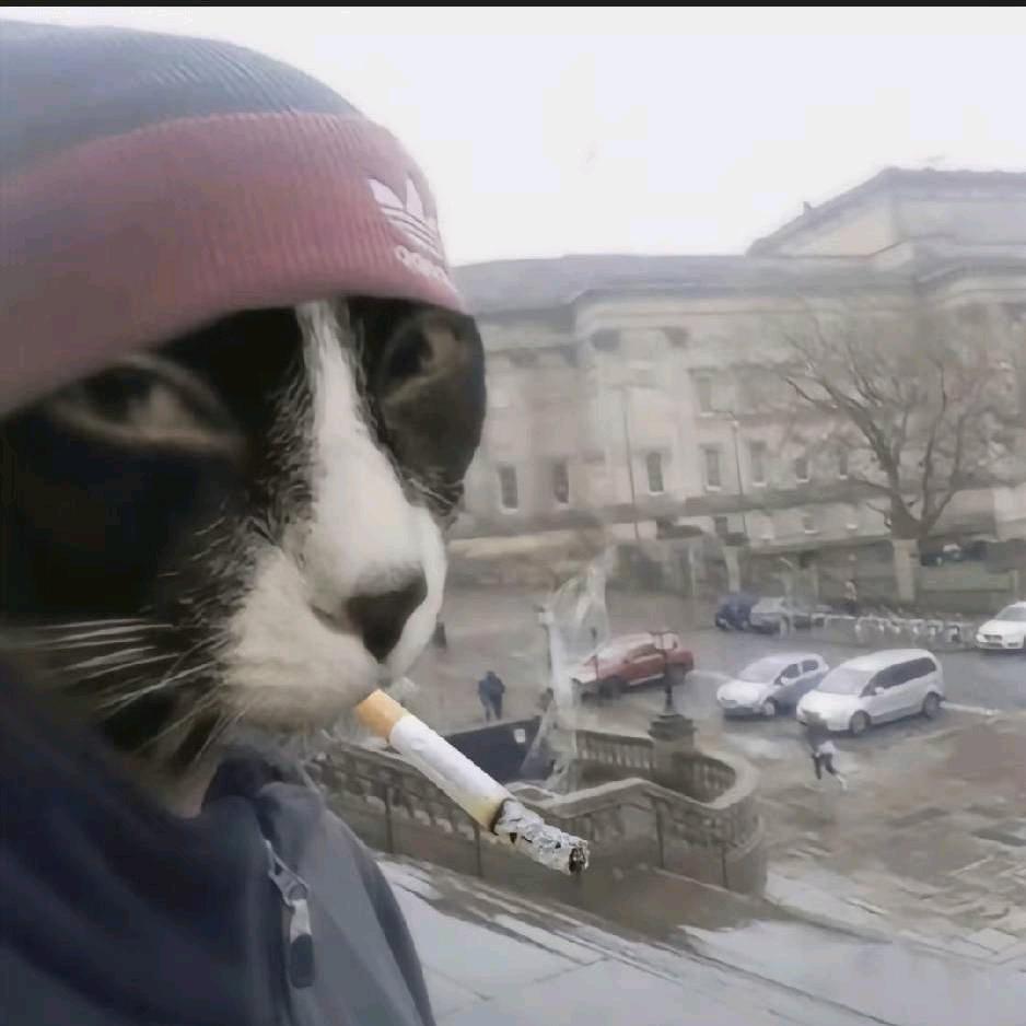 晨曦梧桐
