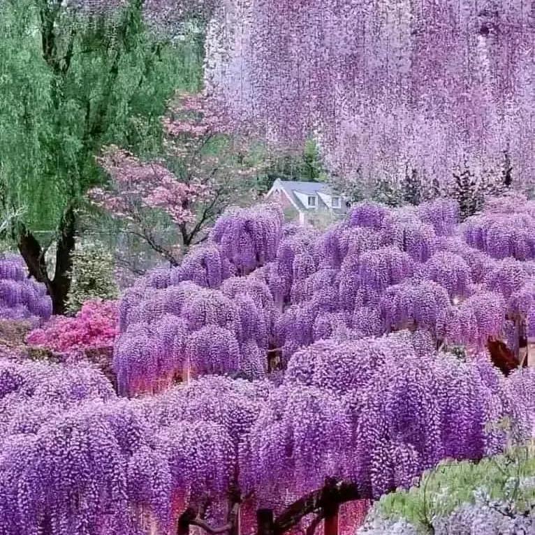 荣耀畅通无阻