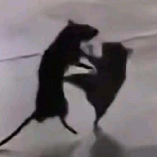 木蝎TAGBn头像