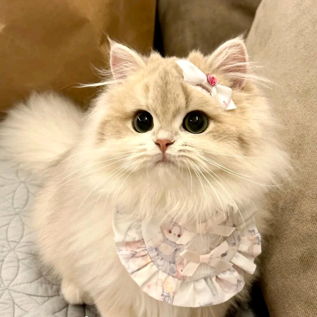 妞妞哄牛牛拧妞妞拧牛