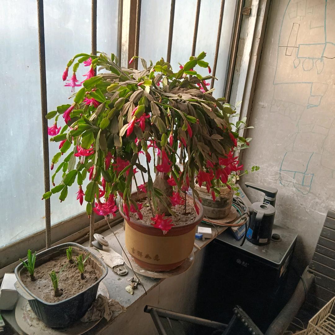 天天开心