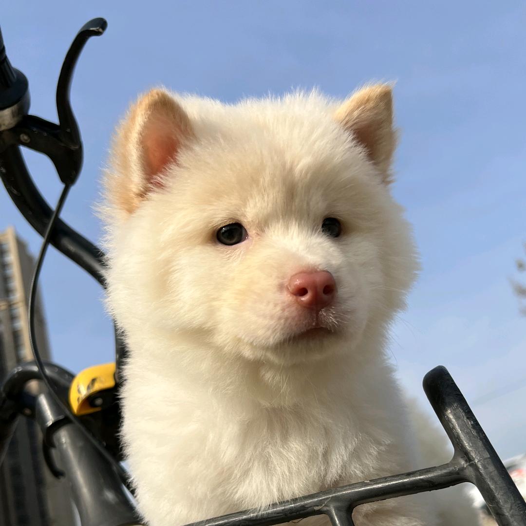 强哥家的萌宠-(田园犬)