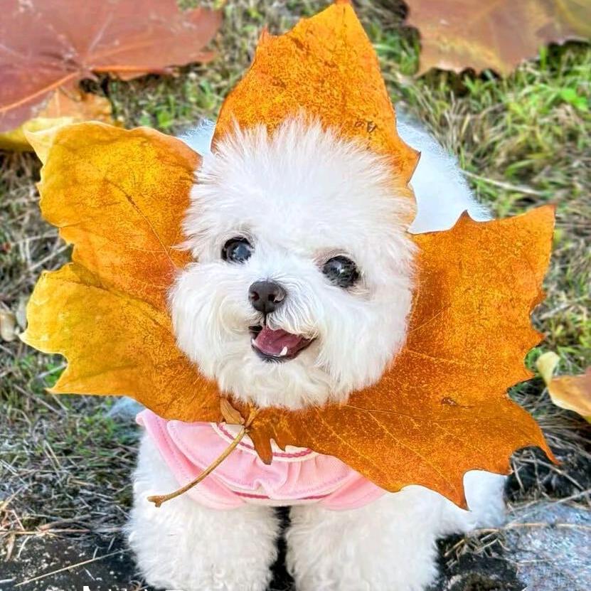 酸辣土豆丝儿😆