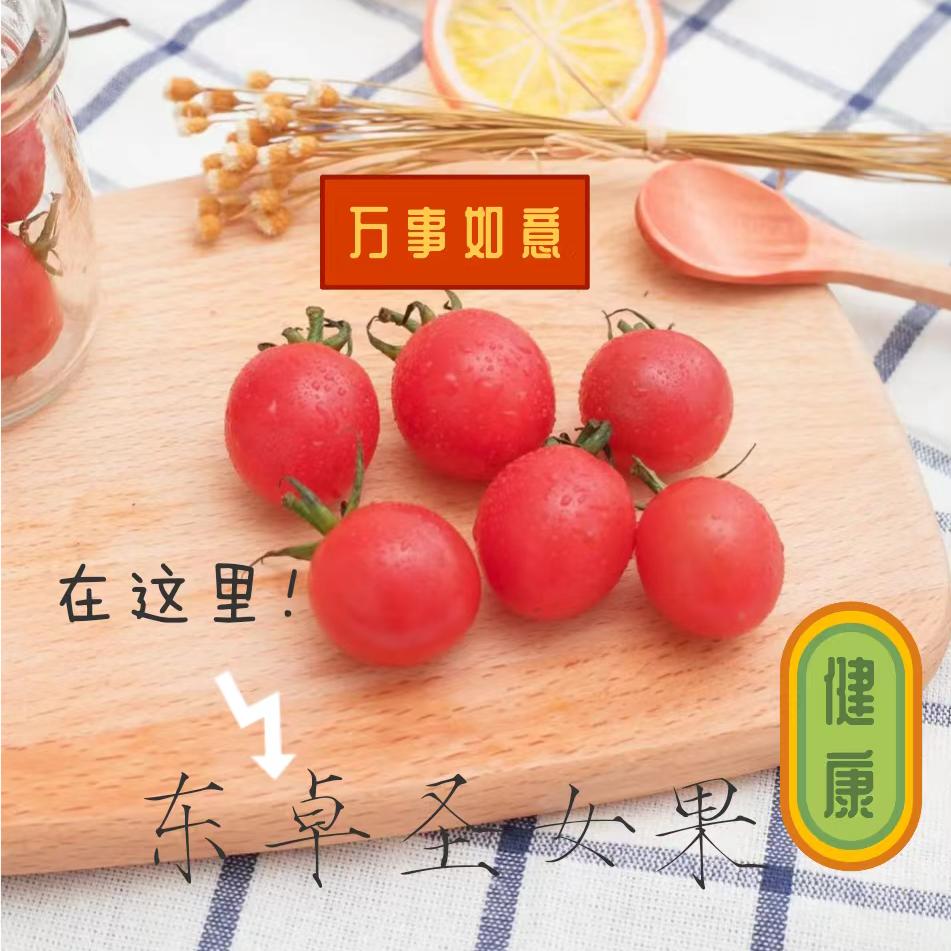 东卓圣女果采摘