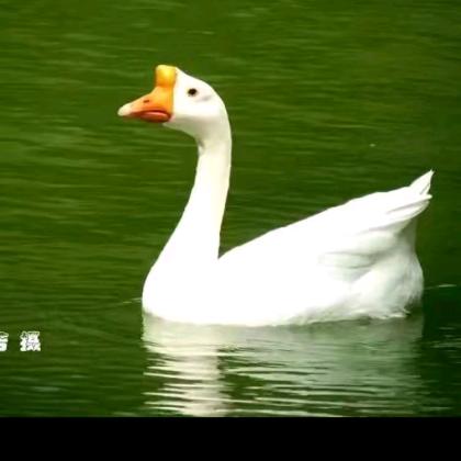 金果子三农养殖