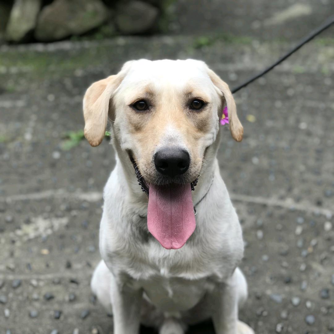 旺仔の家宠物寄养