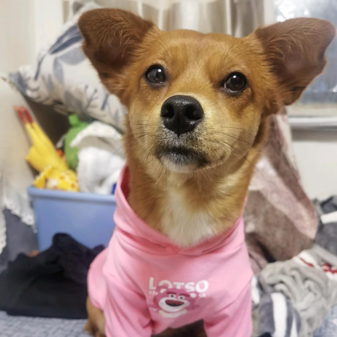 刘福宝是个田园汪