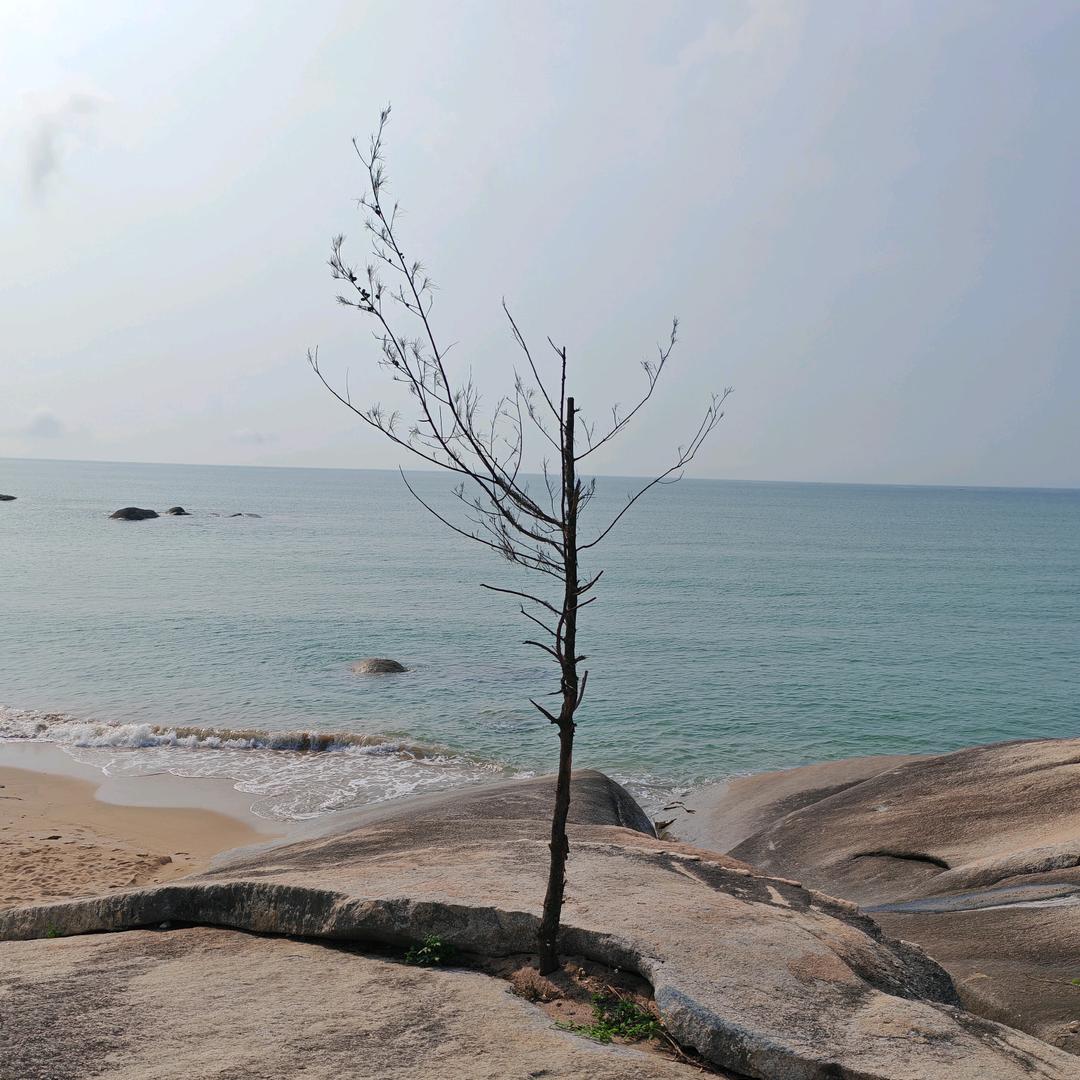 流浪的野狗