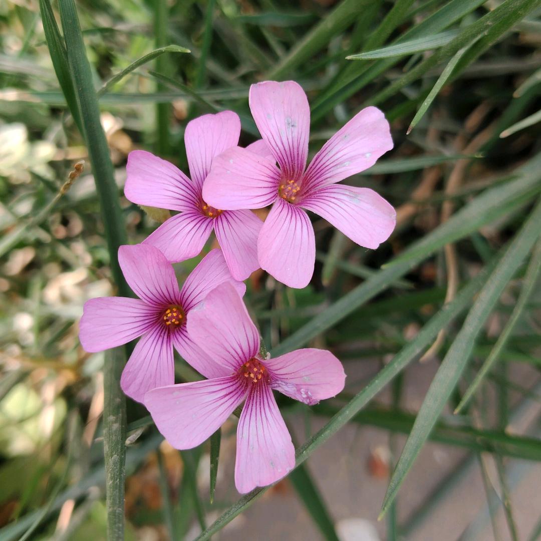 爱仙便利店文昌狗二花直播号