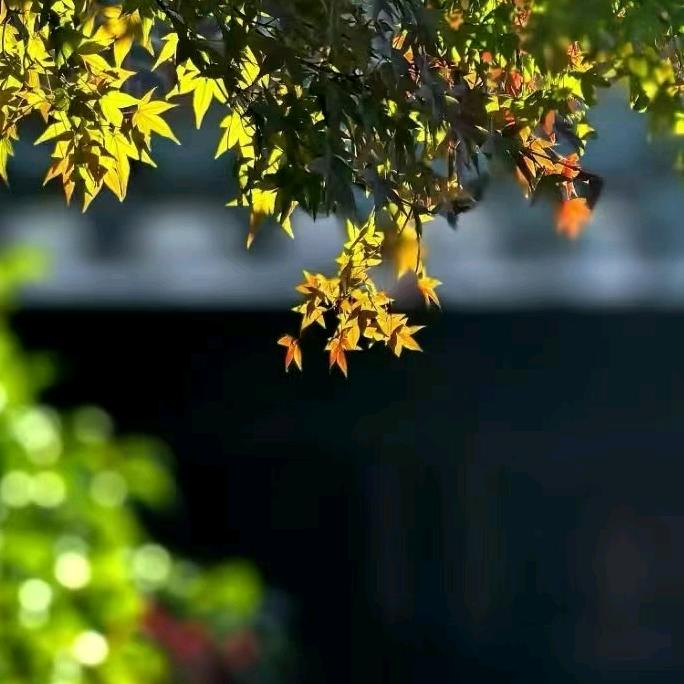 是自己的上上签呀