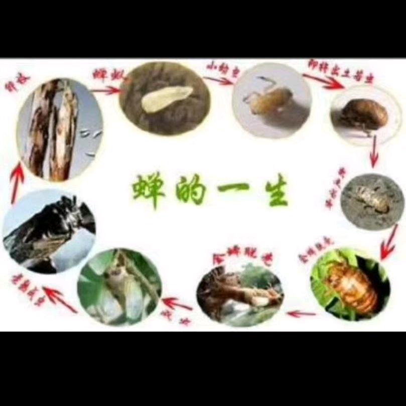 莺语蝉鸣金蝉养殖专业合作社