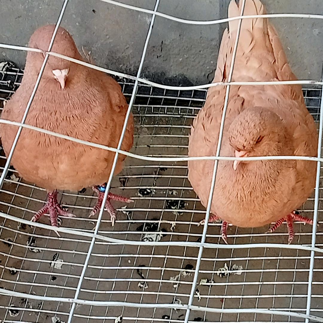 好运连连7013356019591