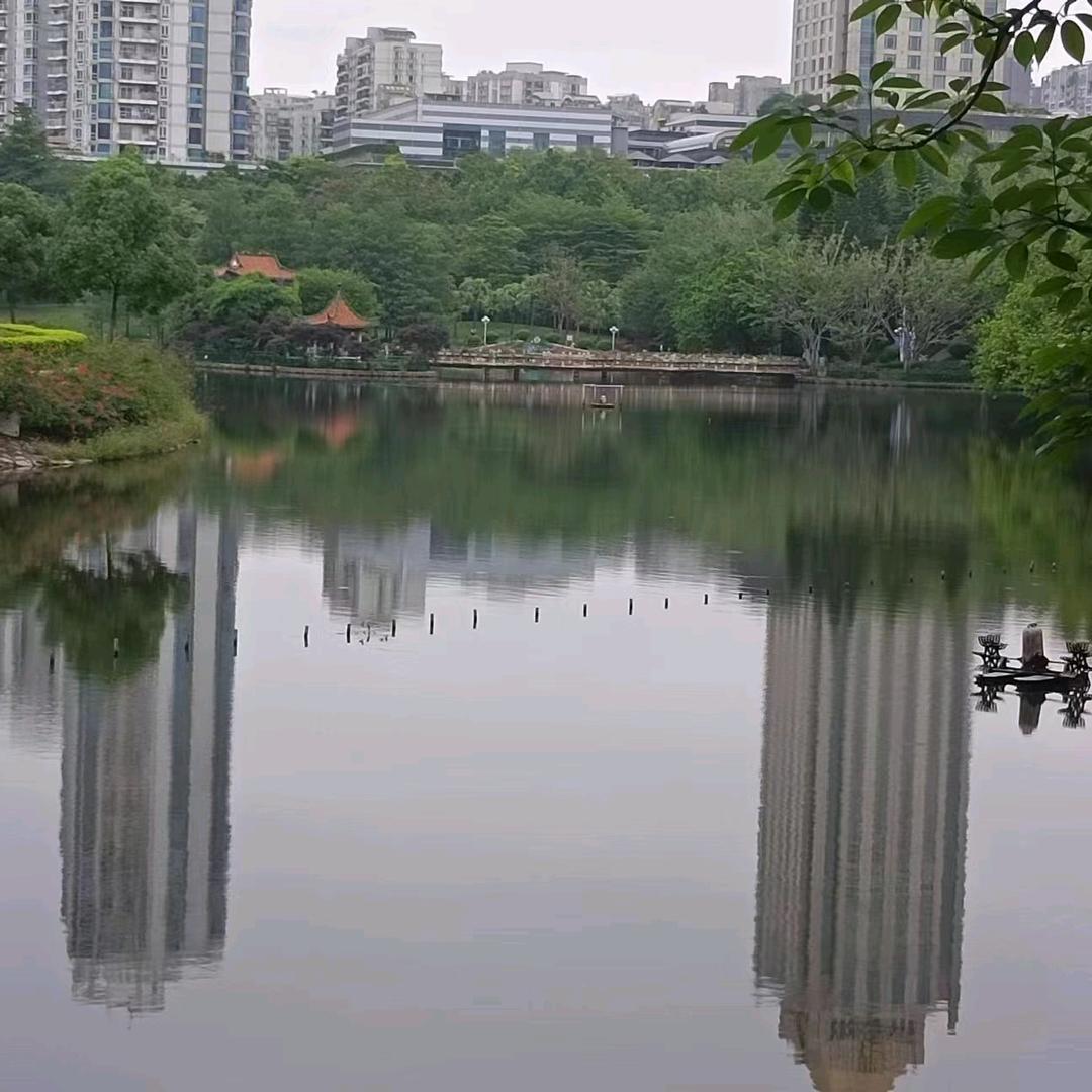 皮皮特