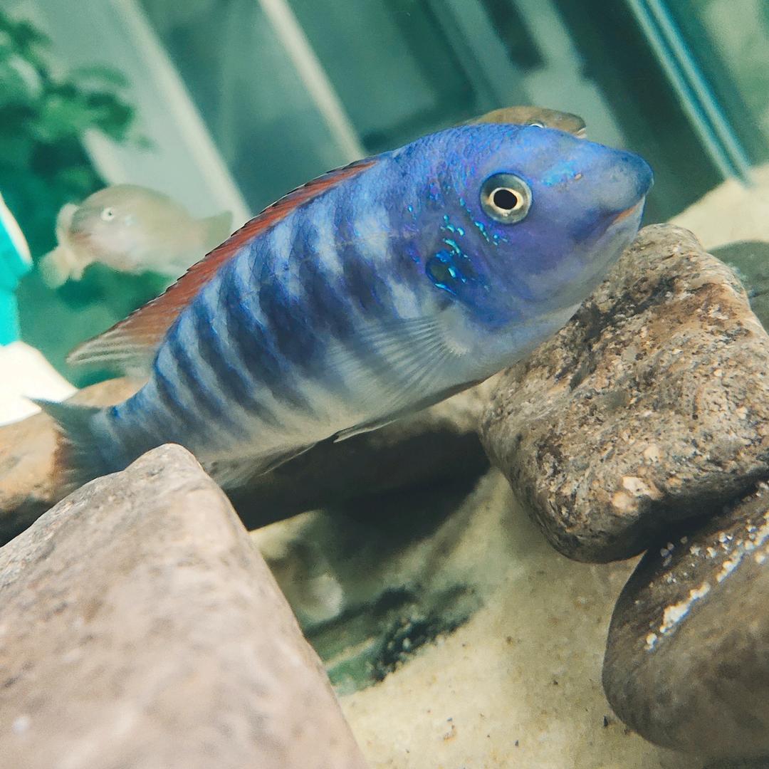 MC渔夫--三湖慈鲷