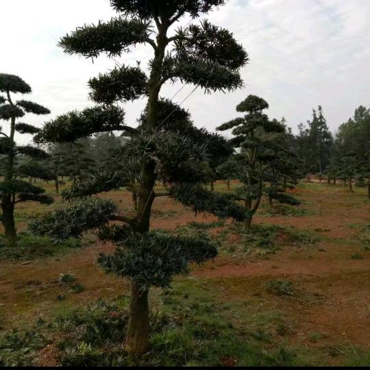 姜太公钓鱼