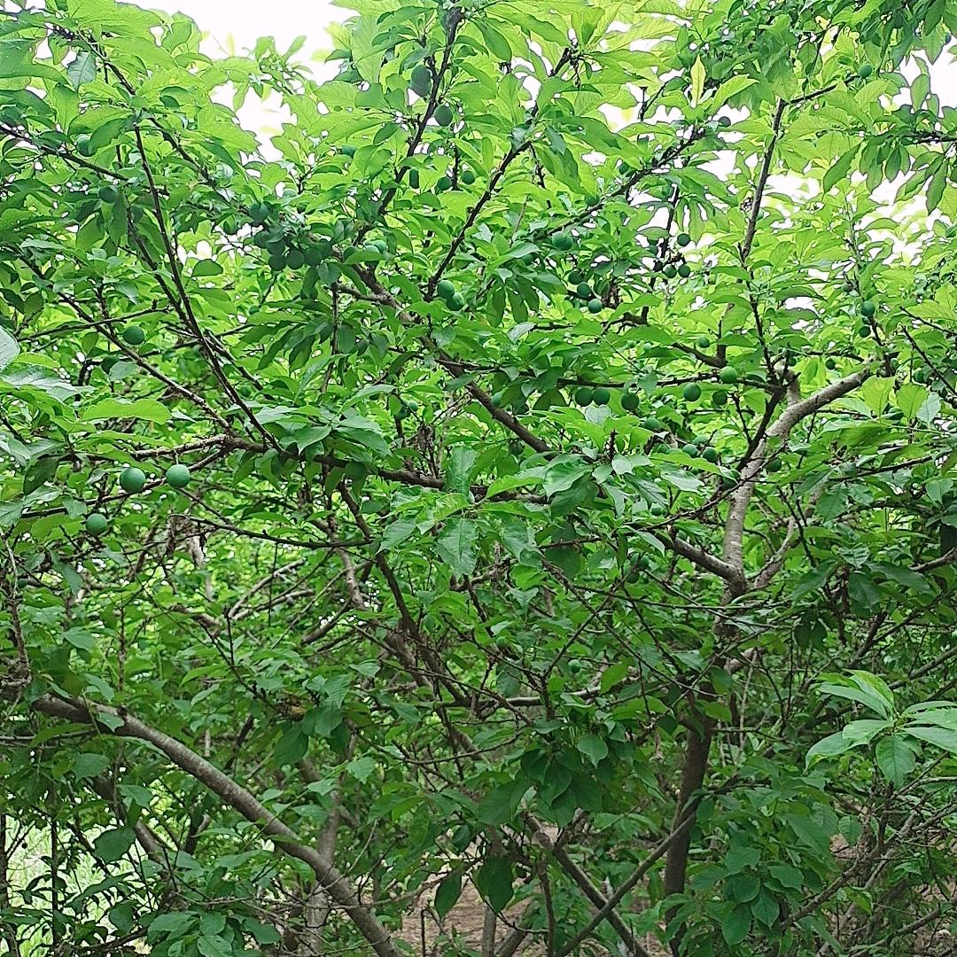 心碎的蝴蝶