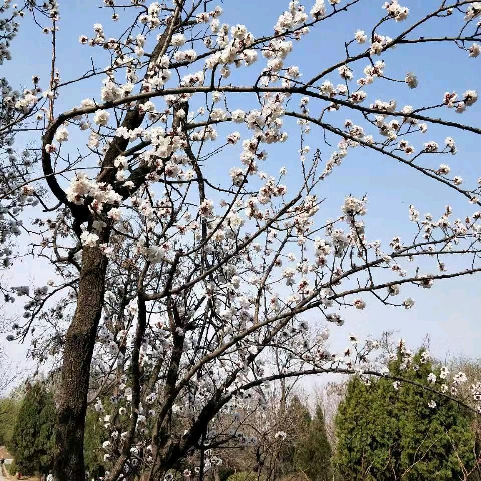 林曼溪