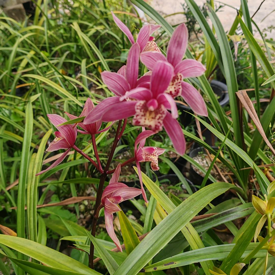 陈快快