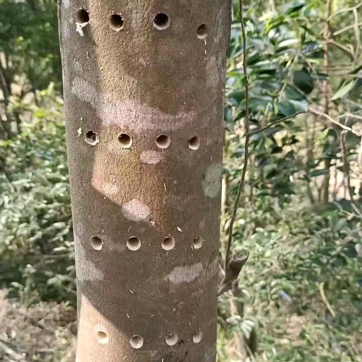 奇楠沉香结香团队
