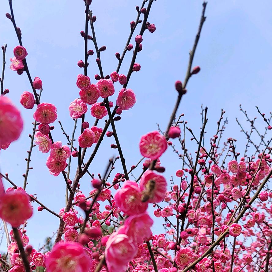 一缕清风