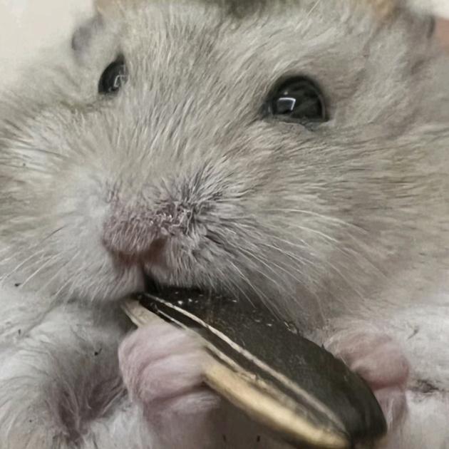 吓得我瓜子都掉了