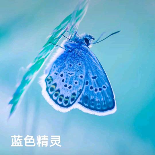 随梦飘游