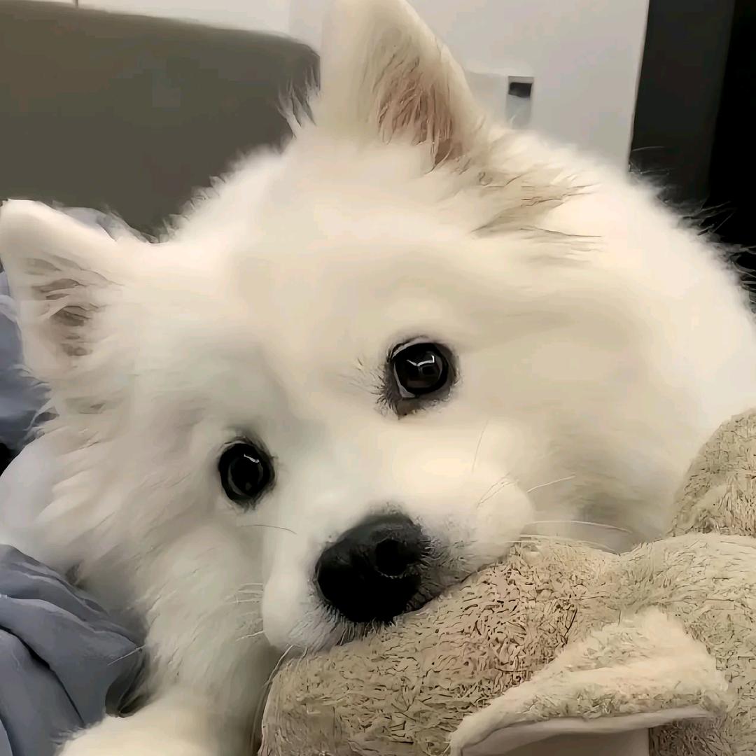 没心没肺哥布林