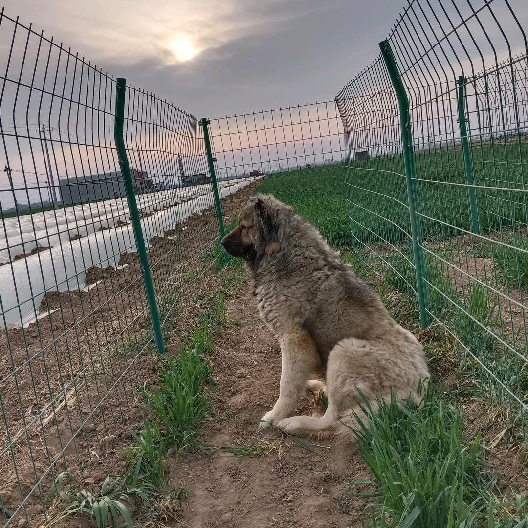 鑫多旺犬舍