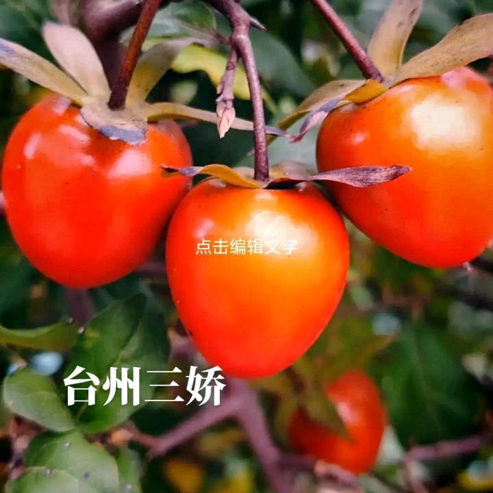没想好