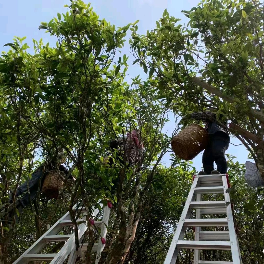 潮州凤凰单丛茶西米茶业