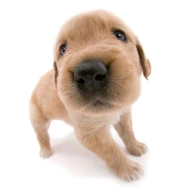 狐狸（休息版）