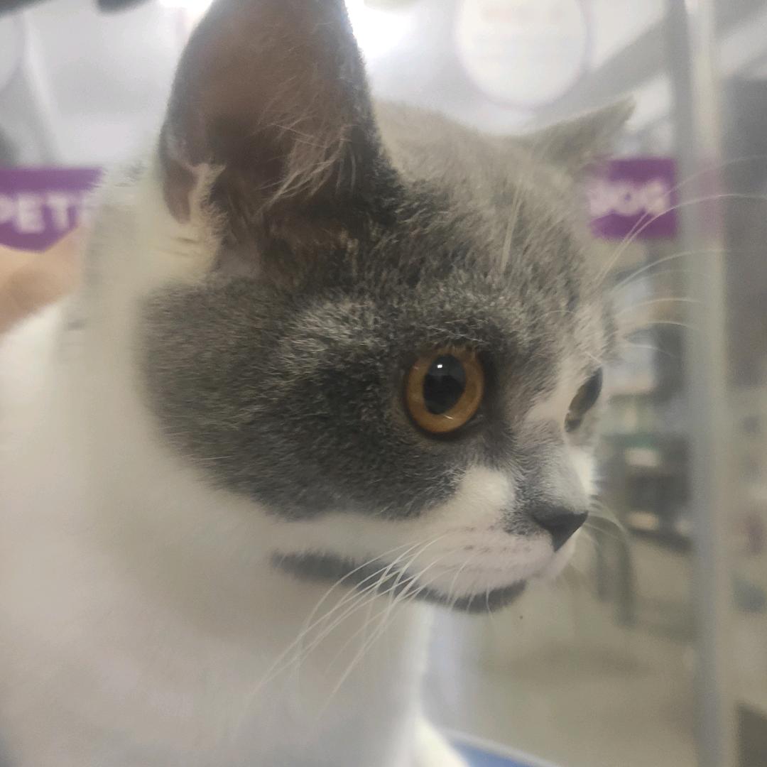 雪碧（三角洲行动）