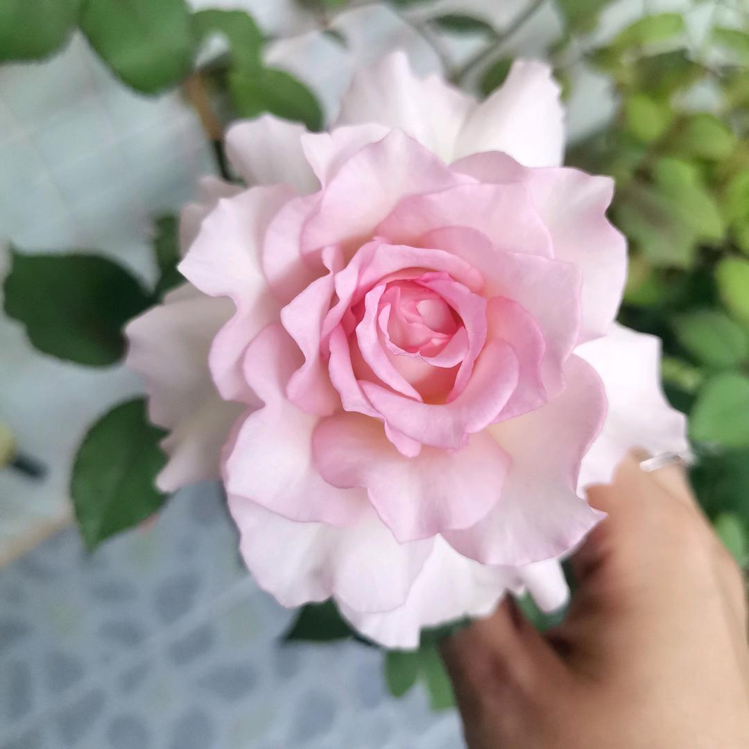 去油油