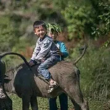 五加皮🐂