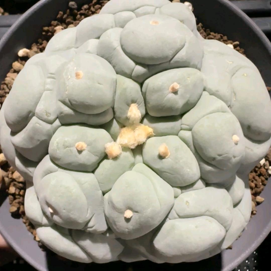 珍熙花圃
