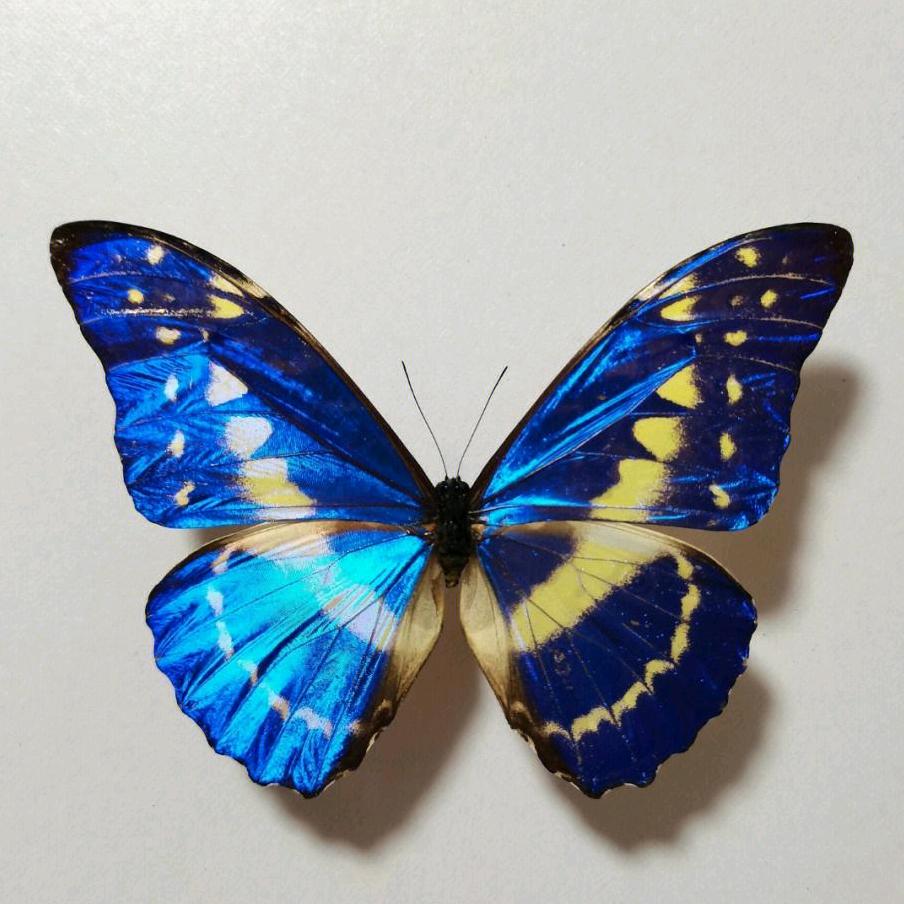 🦋蝶舞🦋