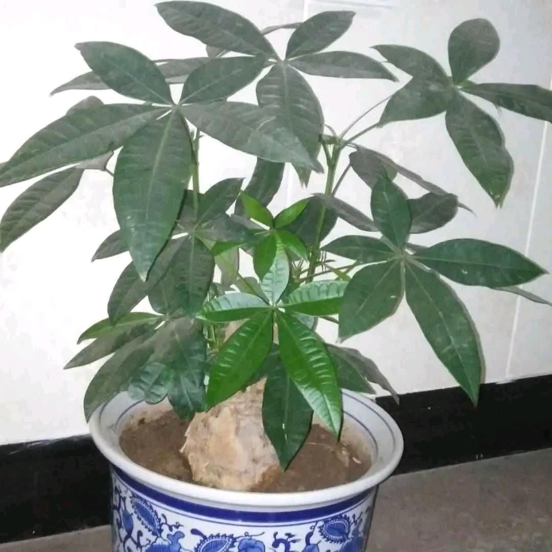 开心的活着