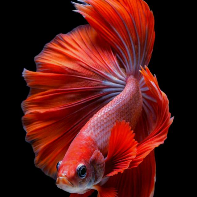 记忆七秒的鱼🫧🐠