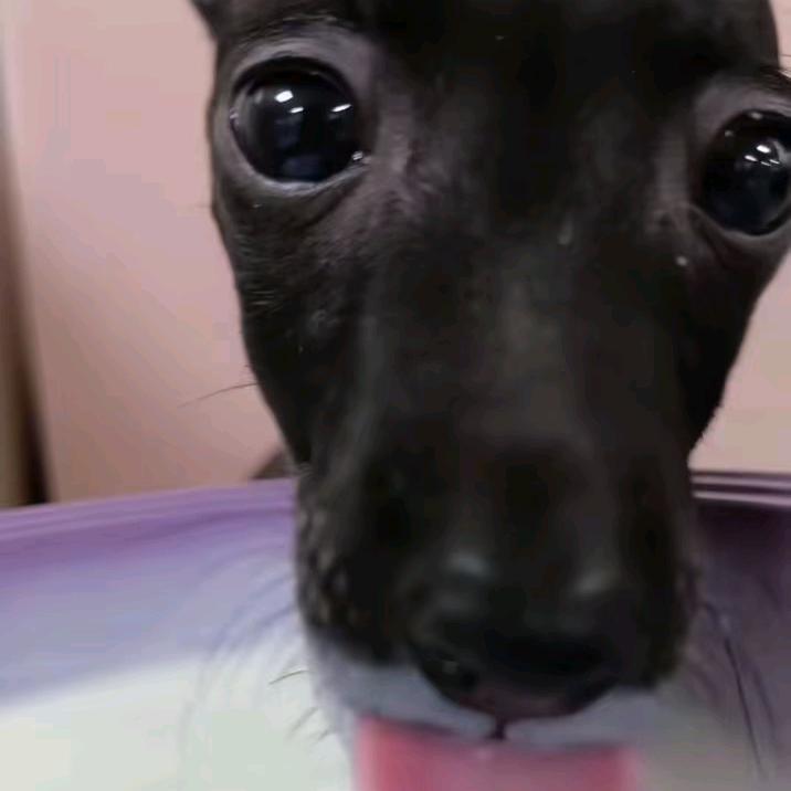 章鱼掉锅里了