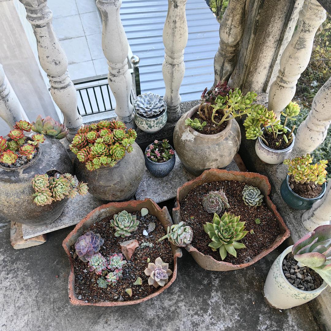 爷们性格的娘们