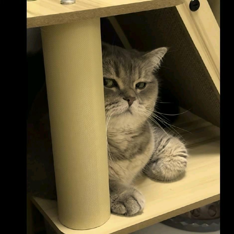 走走道卡跩了🚶‍♂️