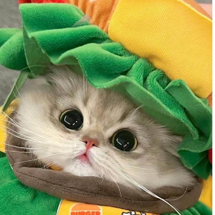 我在月下许愿