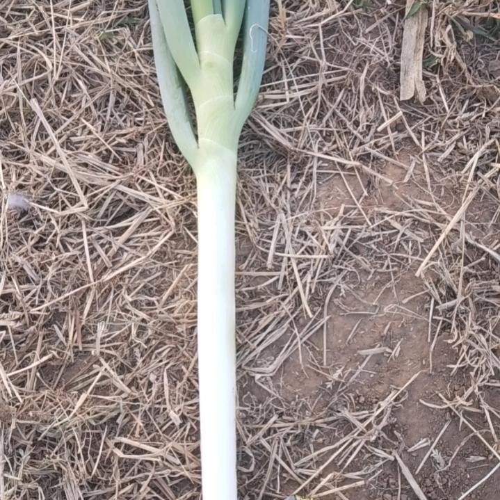 农活劳务队合作社